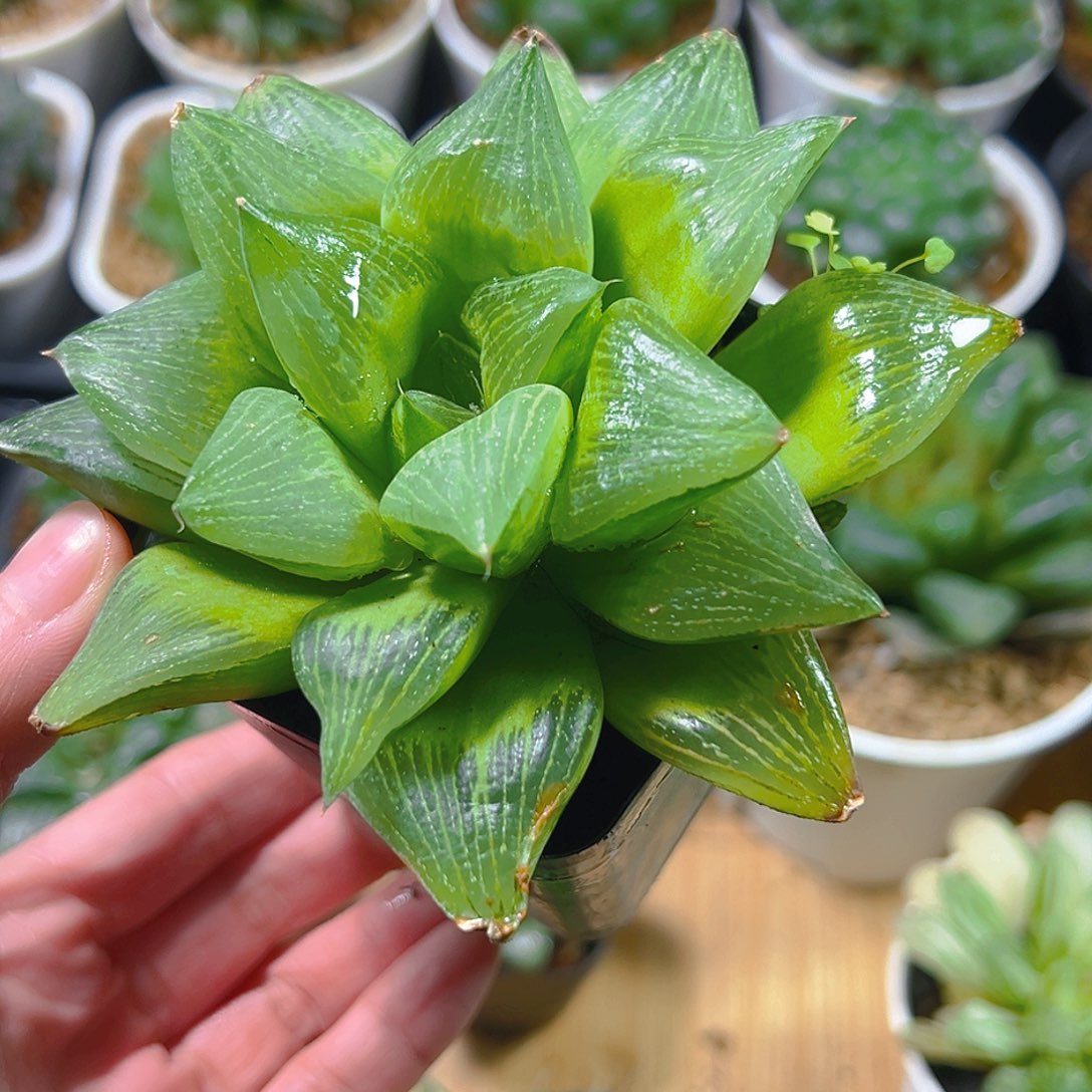 帝王玉露母本玉露多肉植物一颗