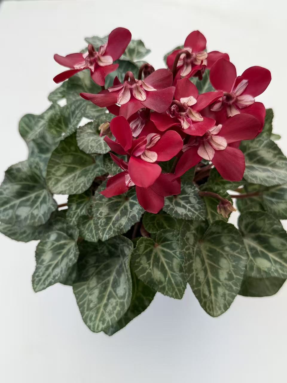 【酒红蝶衣】不拍保温不包售后 F1代仙客来室内盆栽