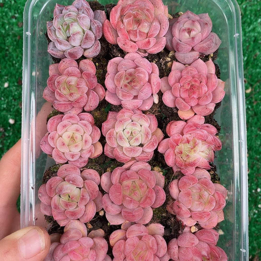 多肉一物一拍30-96