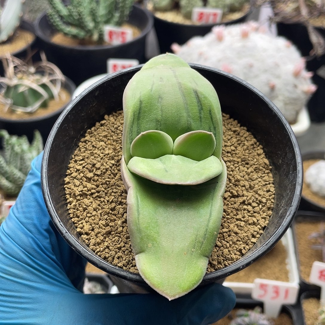 实生奶油肌兔子卧牛变异