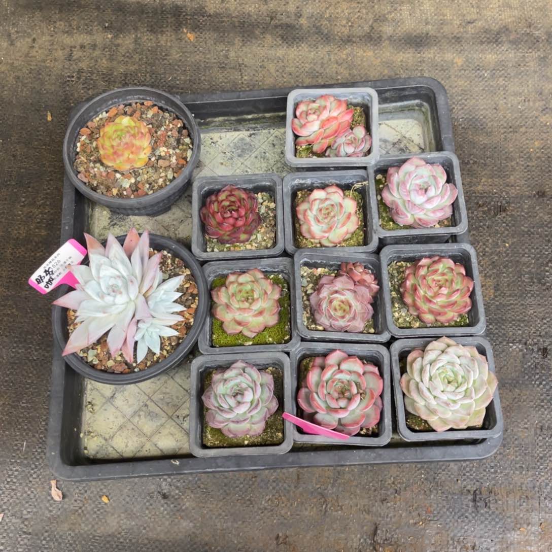 奶*奶咖专拍12颗一物一拍
