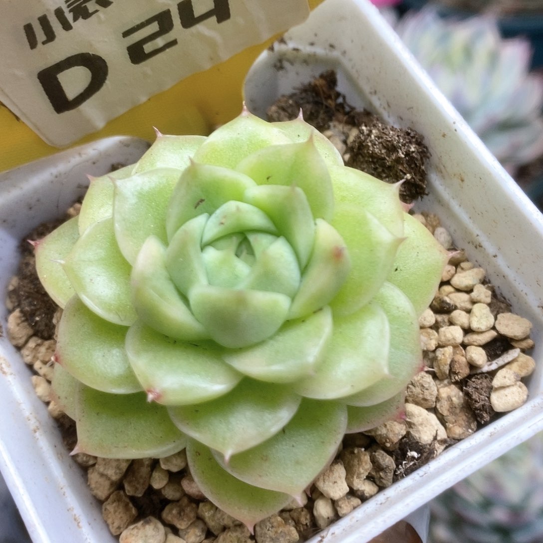 247麦杆锦锦锦锦锦