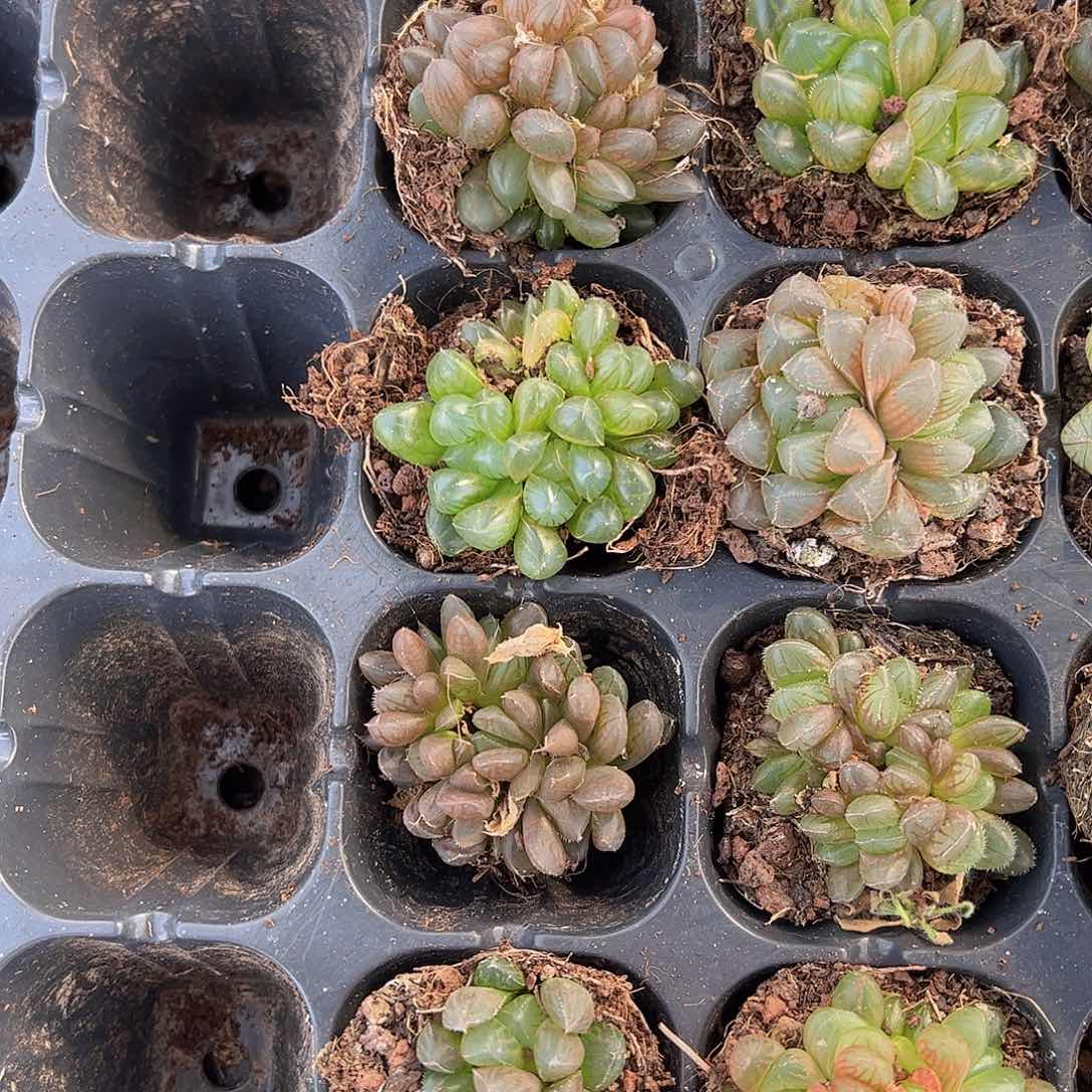 直播福利一物一拍07
