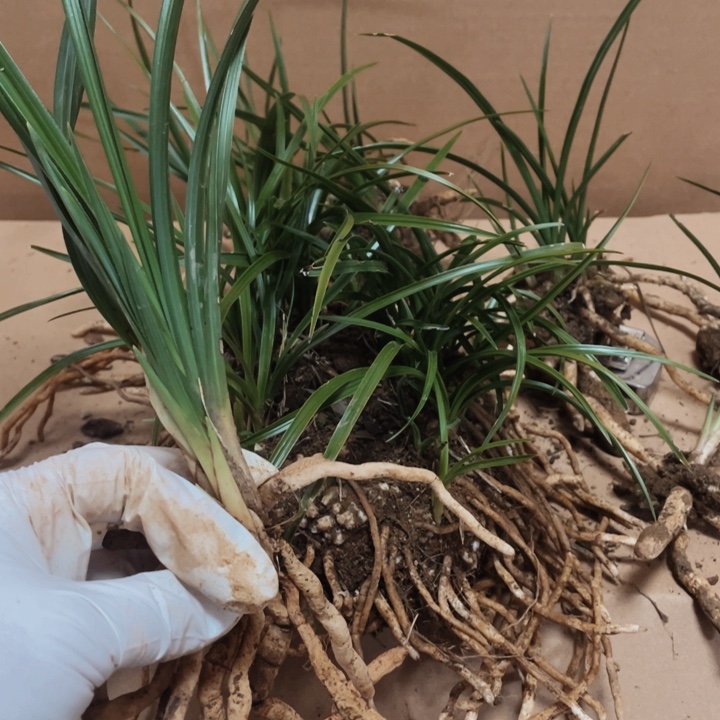 完全开放蕙草带花苞