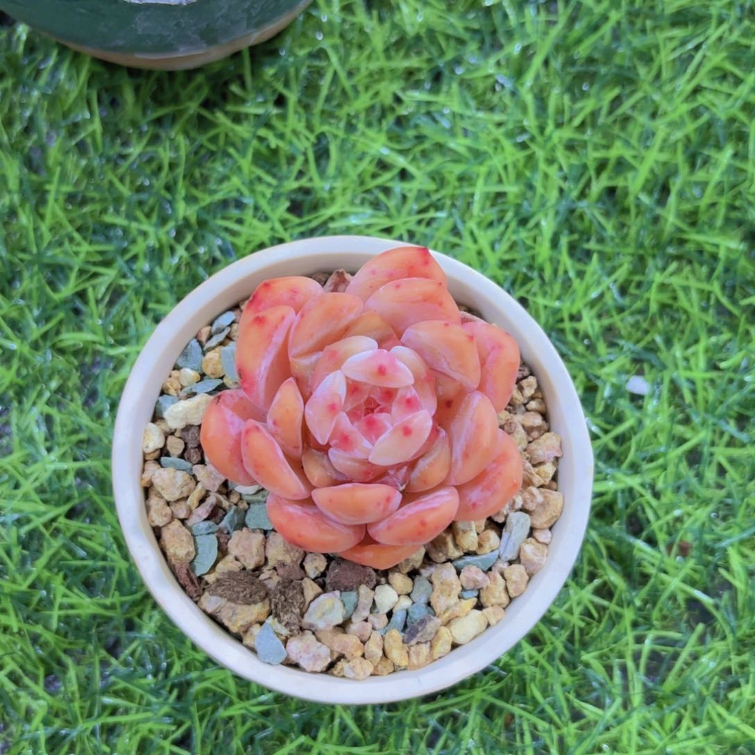 歲**好我的小可爱们都好可爱