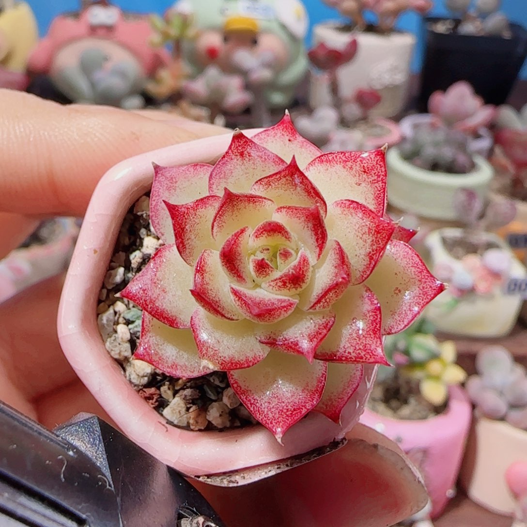 T福利女王盆口2.5cm