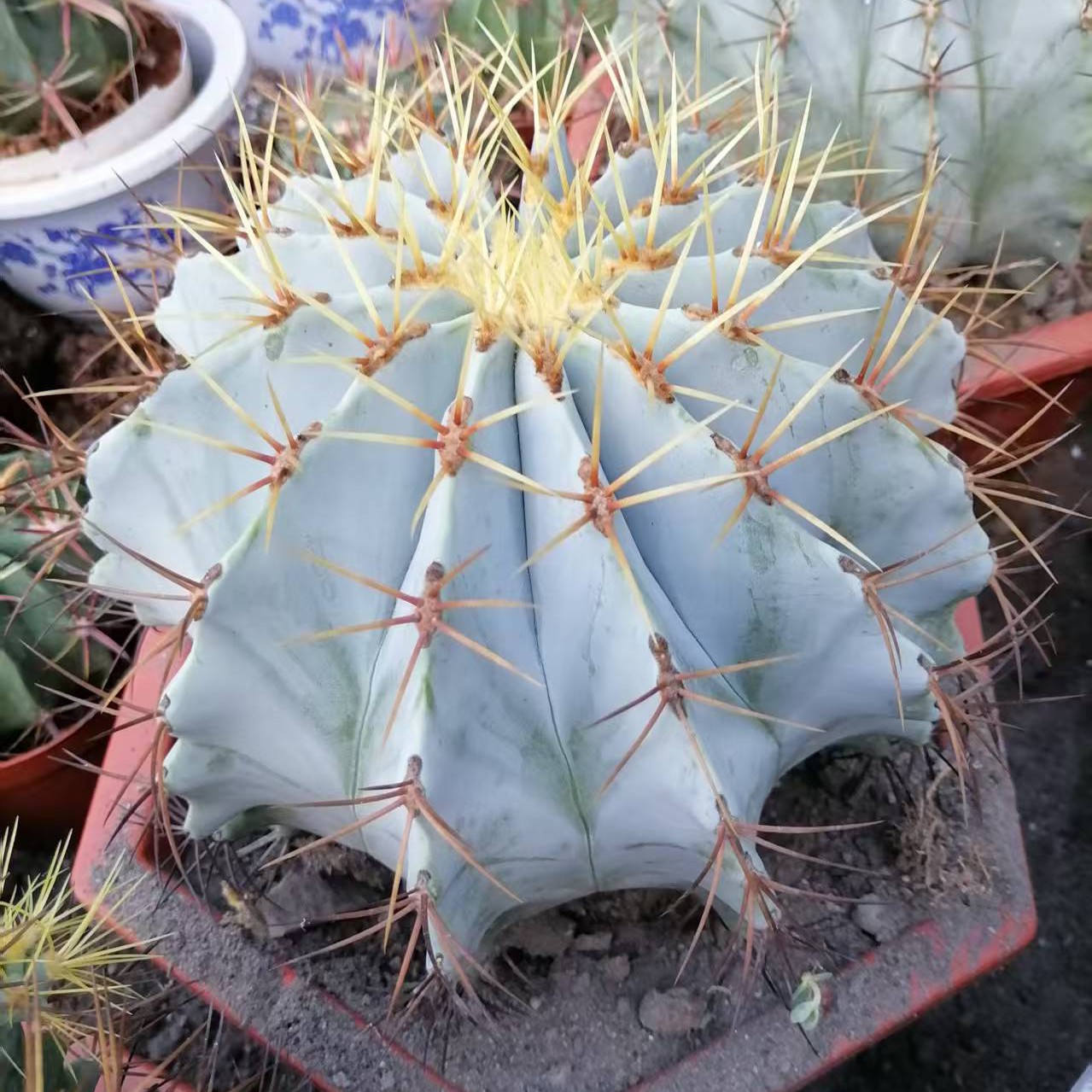大王冠龙仙人球(偏远地区不包邮)