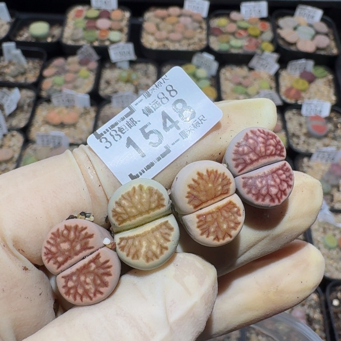 暖***Wzzzz生石花肉锥1548