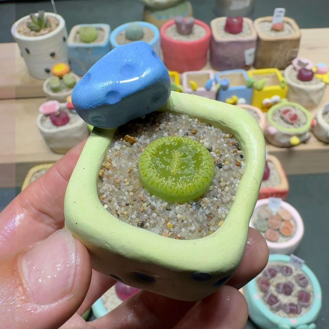 红陶蘑菇254绿光阳