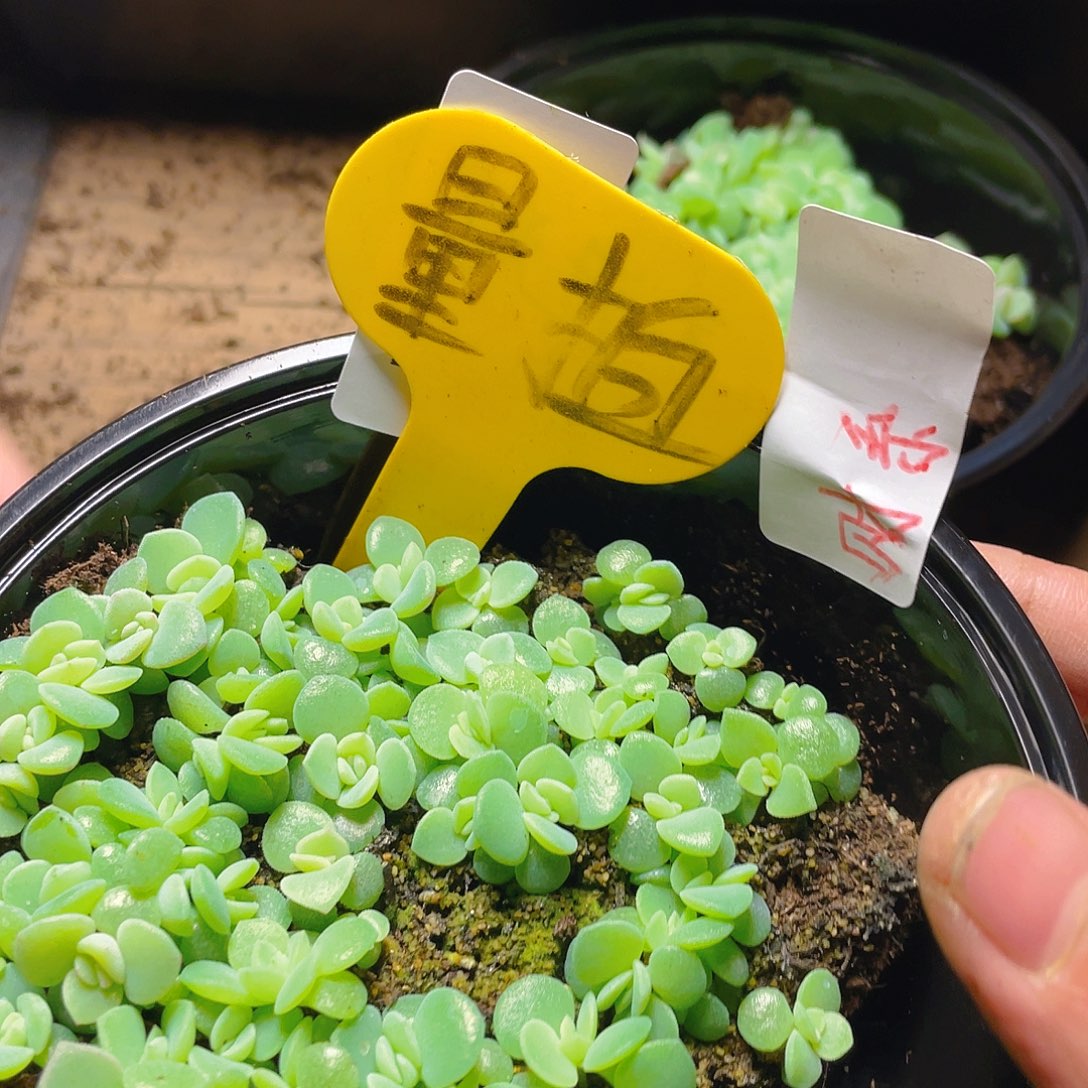 量拍多肉植物多肉植物119