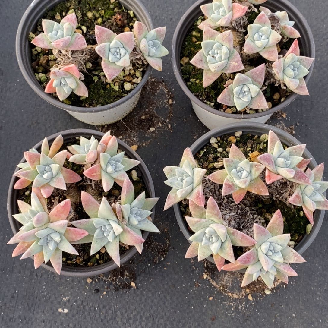 4颗大叶白菊，我就是我