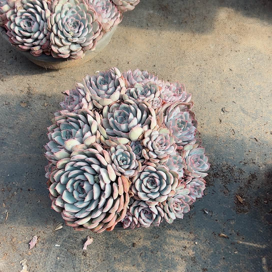 猎户座大盆群生整桩