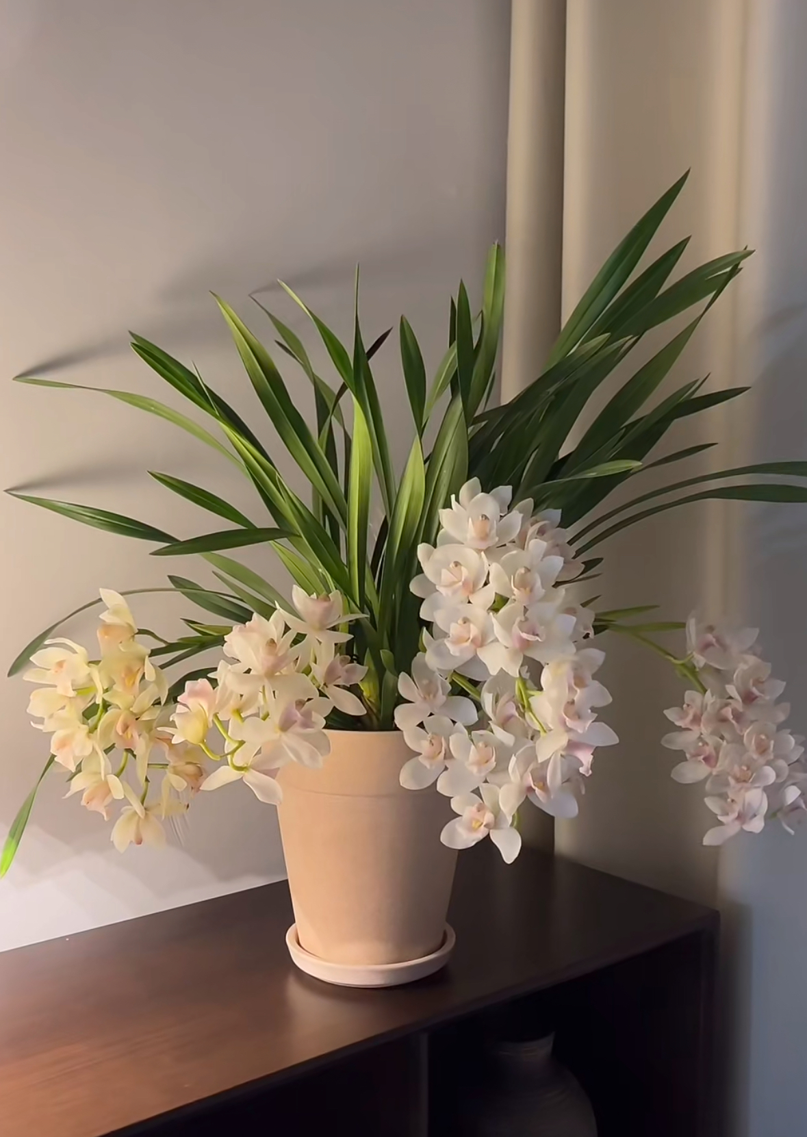 【浓香白玉香兰】大花蕙兰盆栽室内好养兰花盆兰花带香味好闻