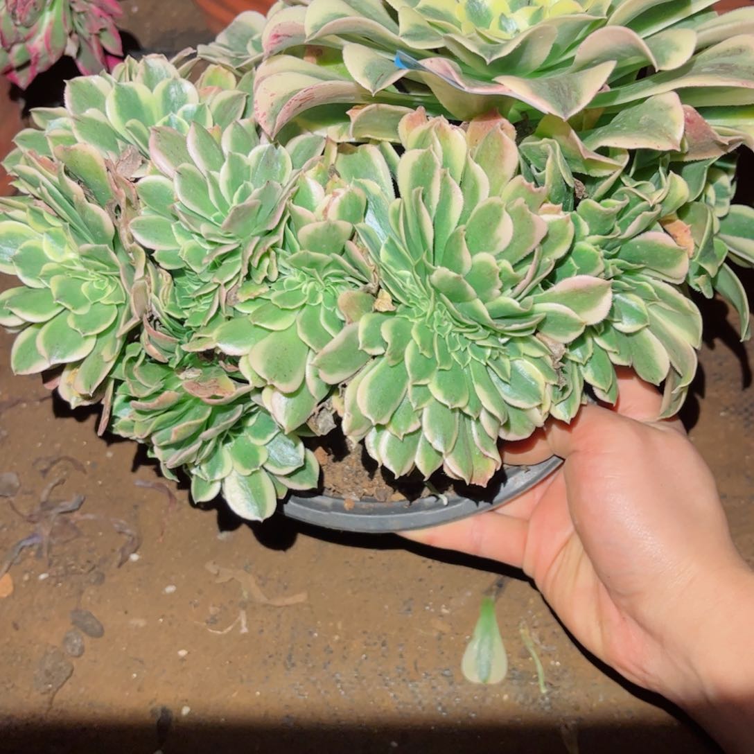 多肉植物569绿豆