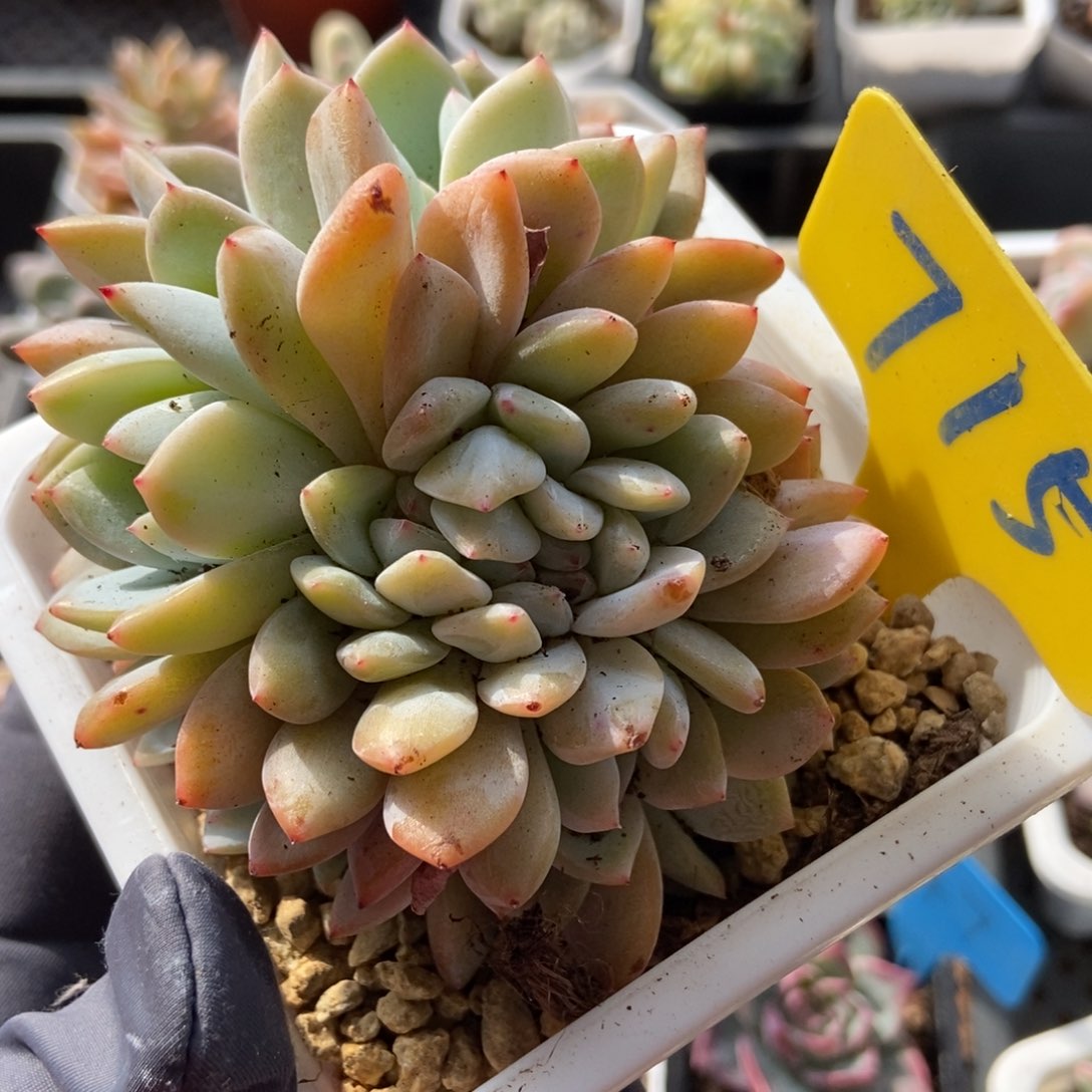 715雪天使多肉植物保护