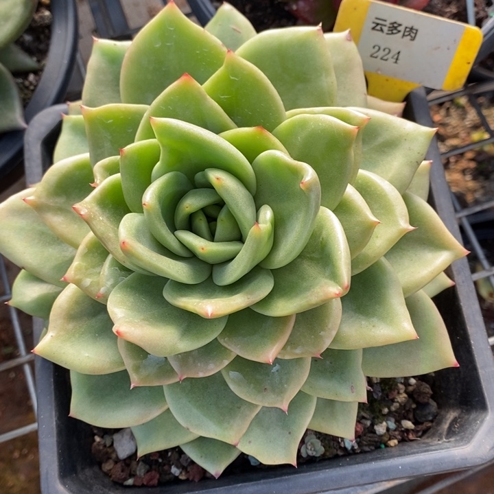 D224- 直播福利 灵狗