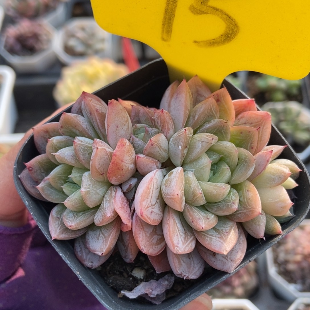 15爱沙公主多肉植物