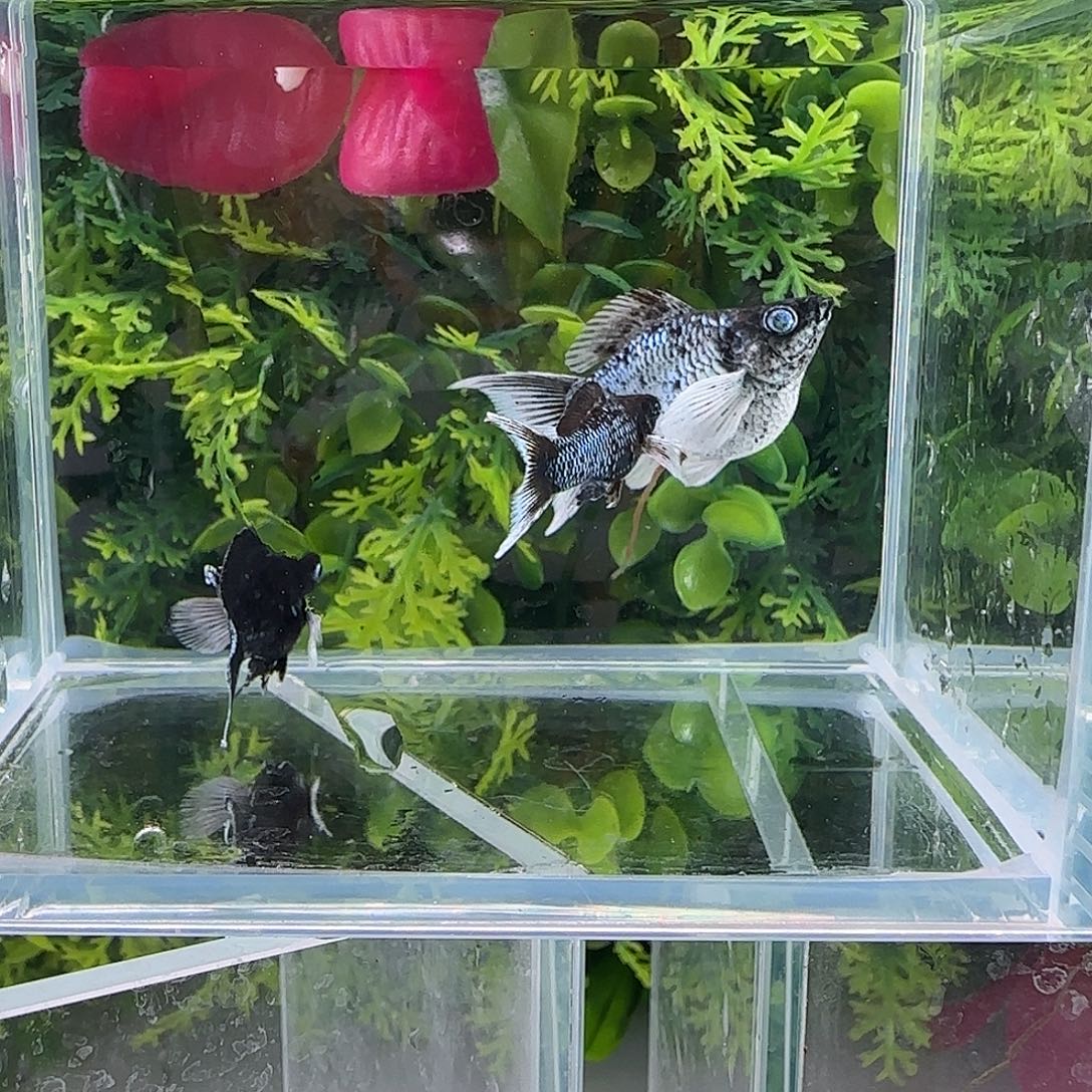 孔雀鱼钻石玛丽电镀3条