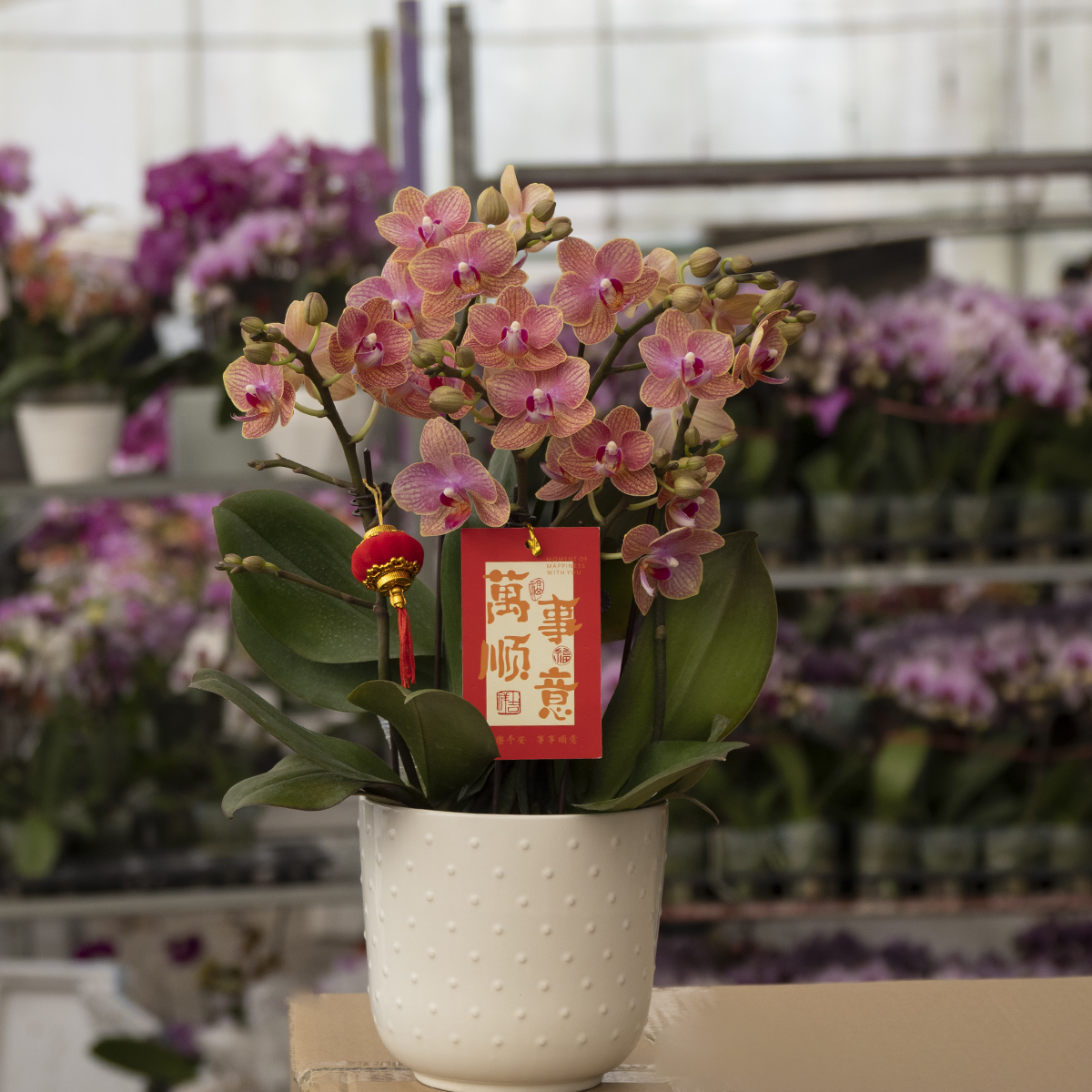 九仙嶂A10[砂糖橘]精品蝴蝶兰室内客厅办公室高端花卉四季