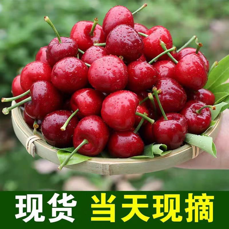 【顺丰包邮】大连陆地沙蜜托樱桃，酸甜可口，J-3J净重4.2斤，新鲜采摘萨米脱樱桃