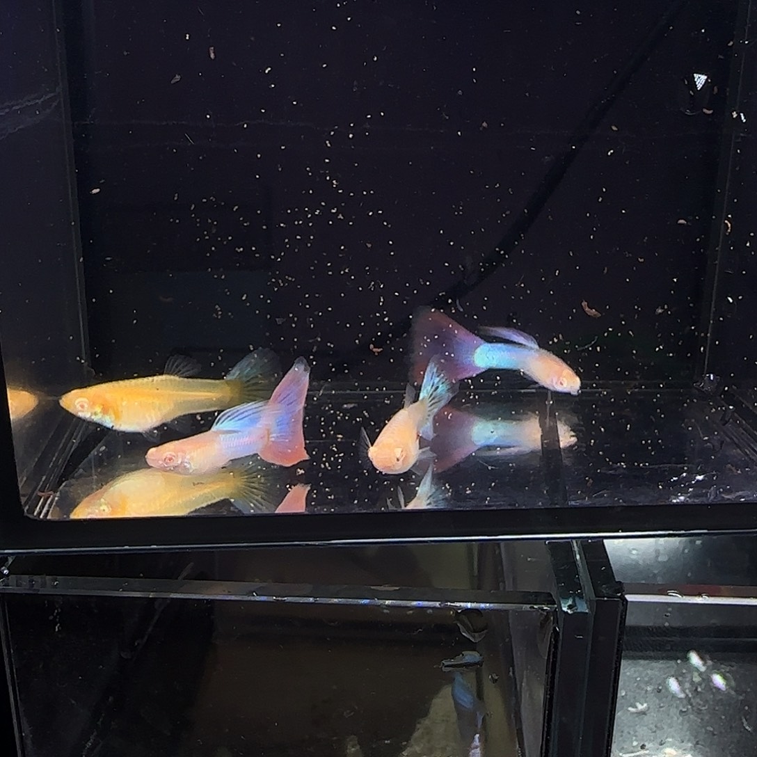 孔雀鱼天使彩虹两对