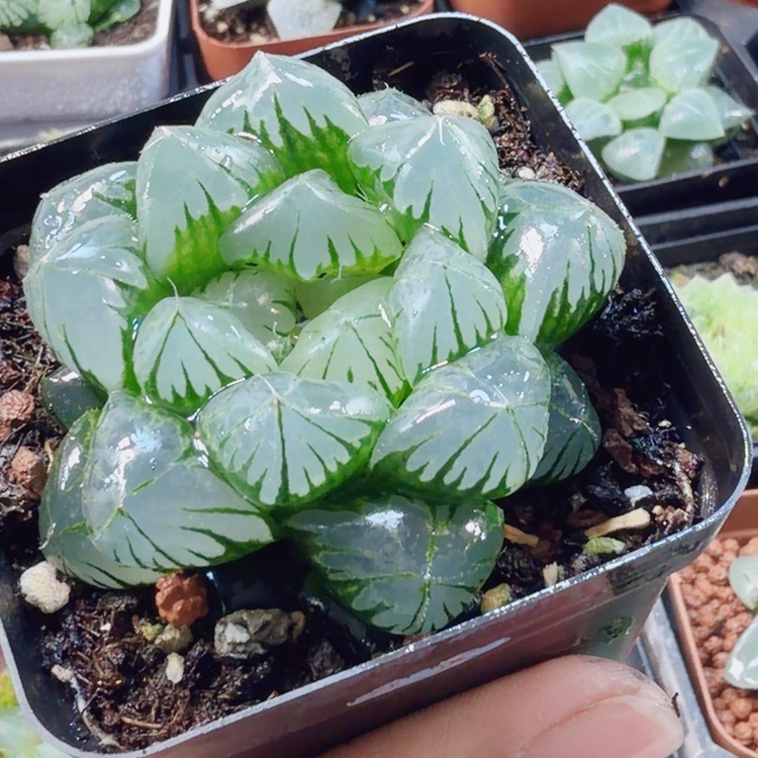 十二卷水晶冰灯福利