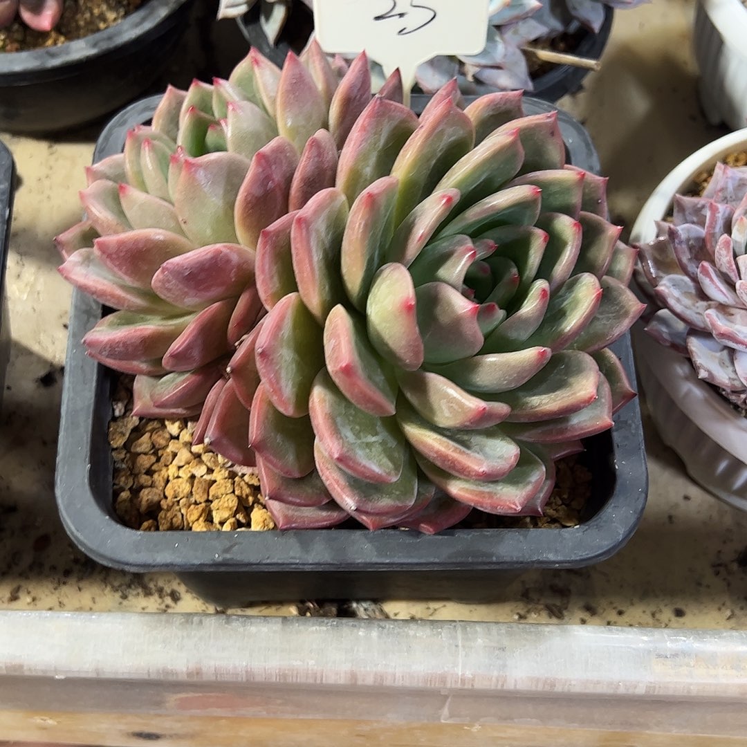 香槟25号多肉植物