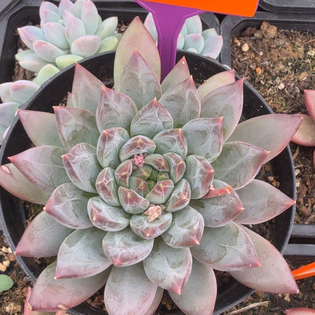 暗纹美人一物一拍