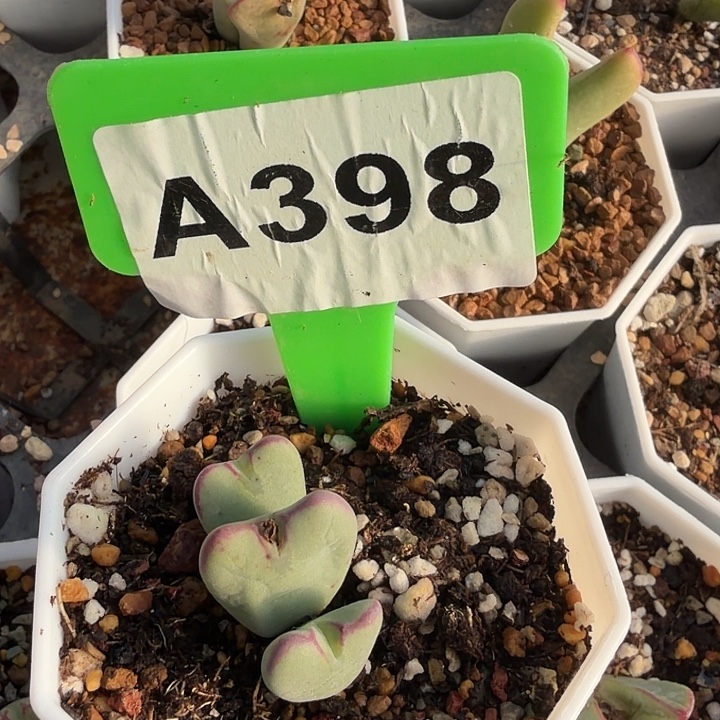 小***子398mmmnnnnjjjjjjj