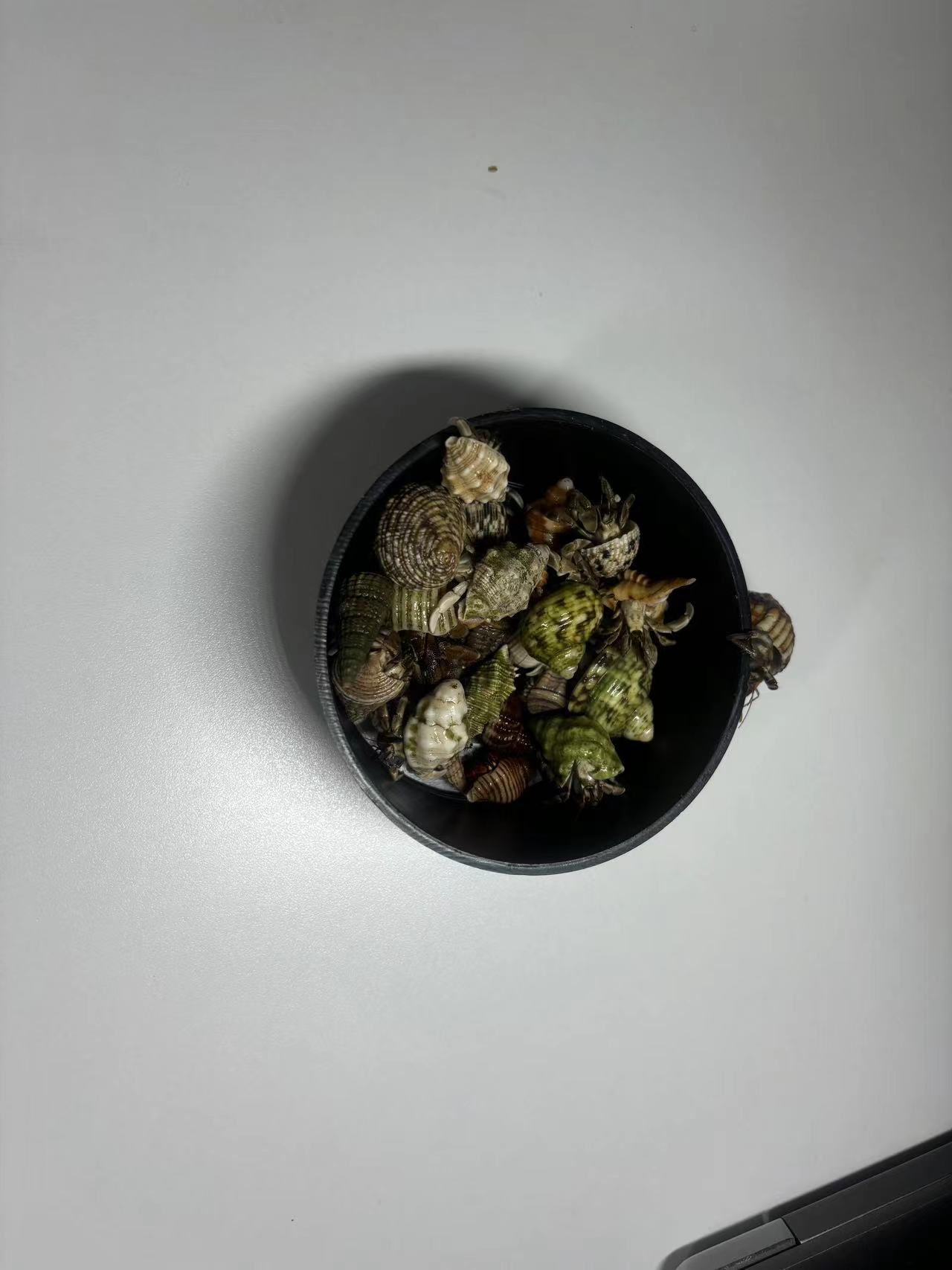 （寄居蟹）一物一拍