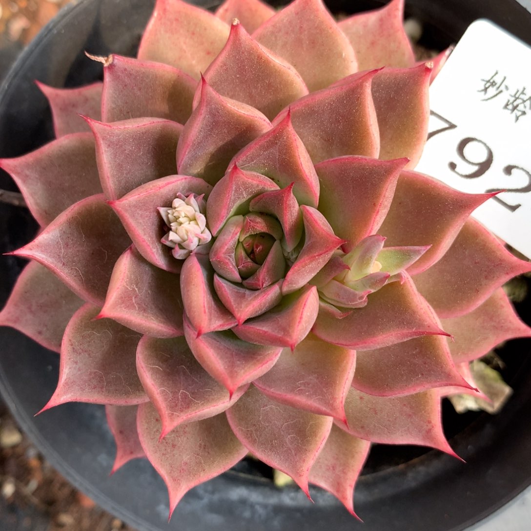 7924杂交多肉植物