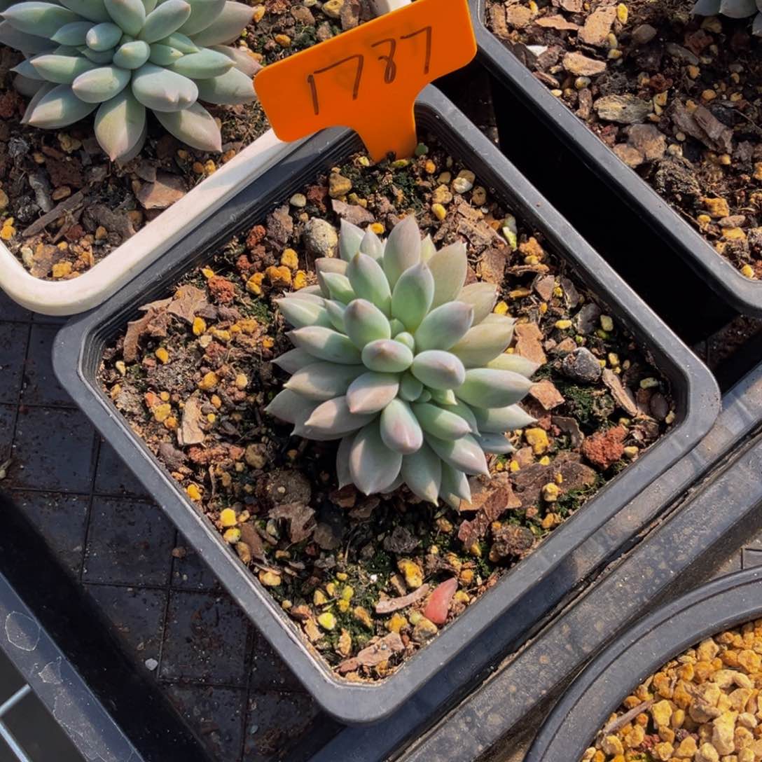 1787号上午多肉植物群生多肉植物