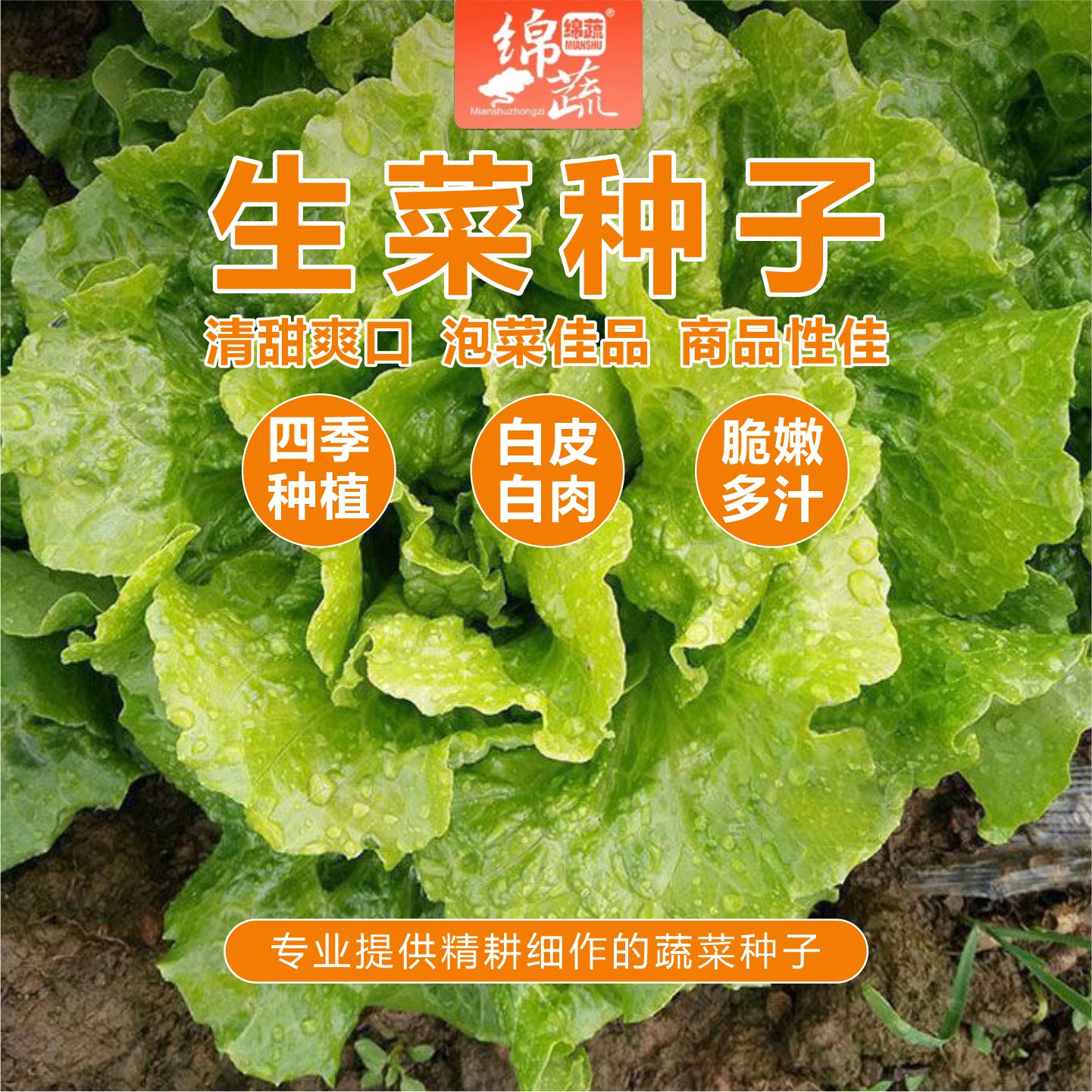 【四季耐抽苔生菜】四季生菜种子家庭小院阳台盆菜种植简单蔬菜品牌