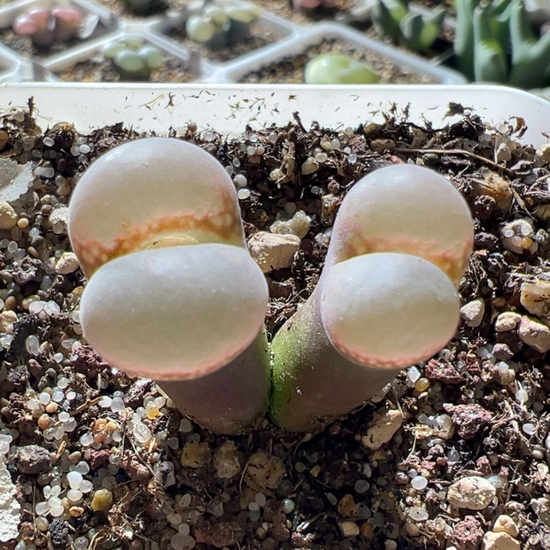 粉鼓厚窗 好看 05