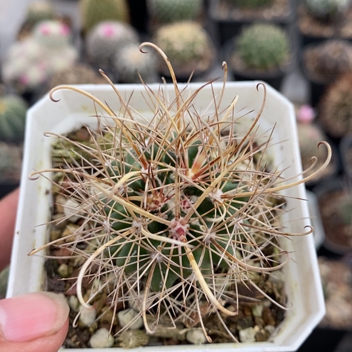 【闪购商品】玄武玉