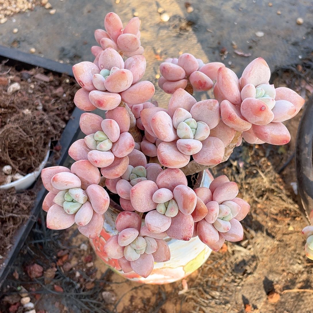 多肉植物多肉植物