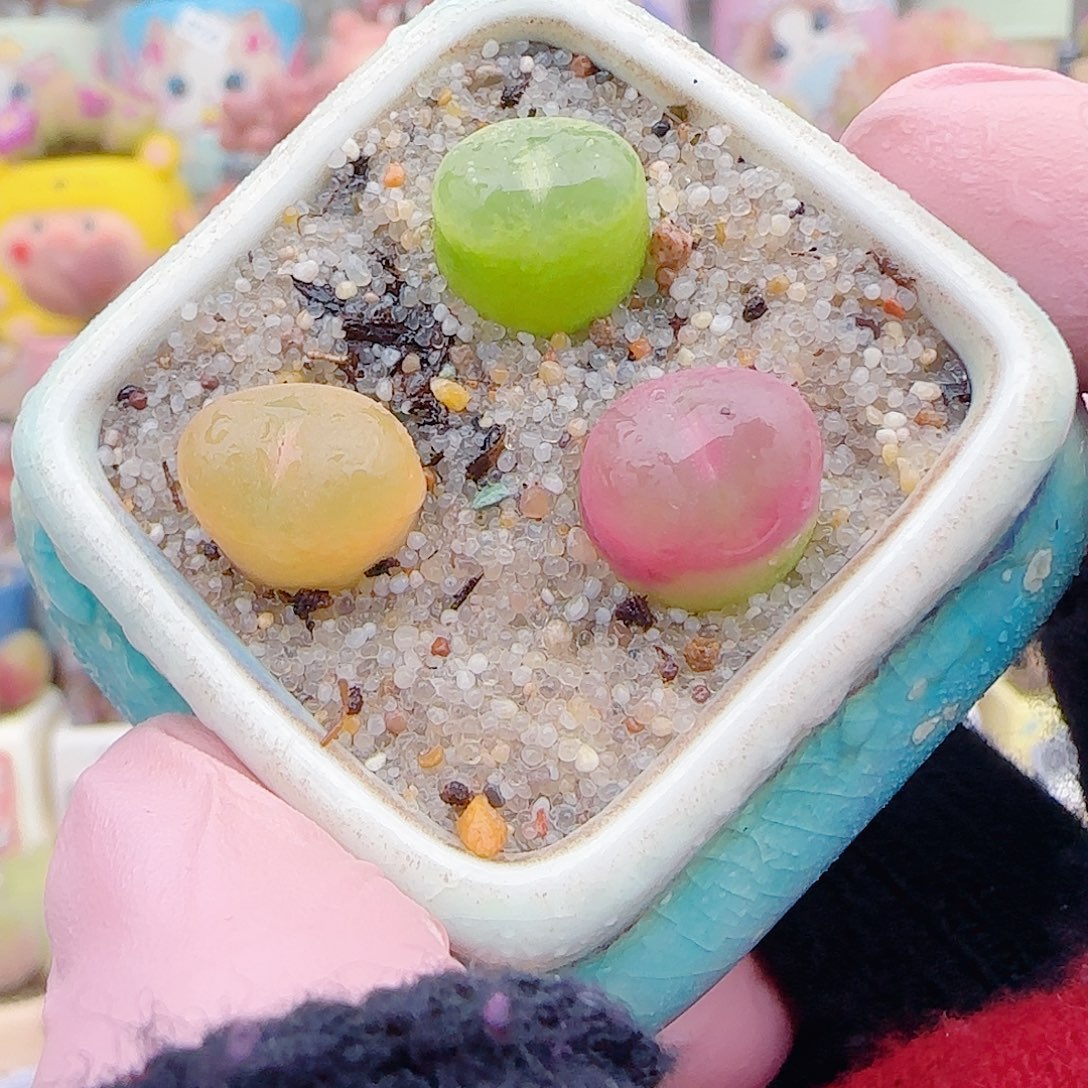 L 蟠桃组合  带盆