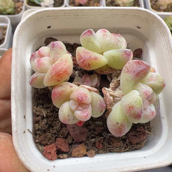 一物一拍精品糖心，尺寸不大介意勿拍