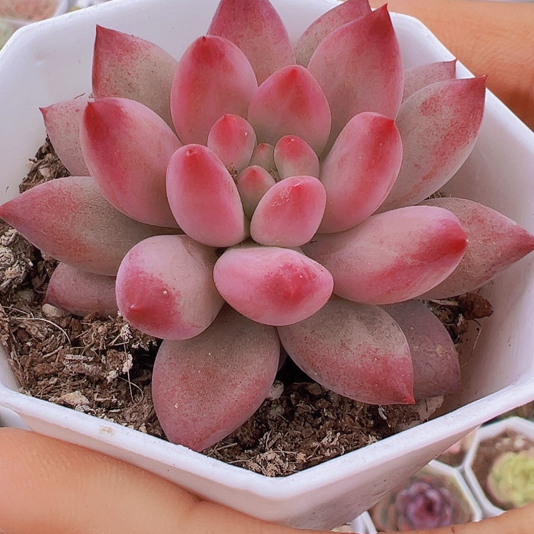 虞美人19包邮多肉植物