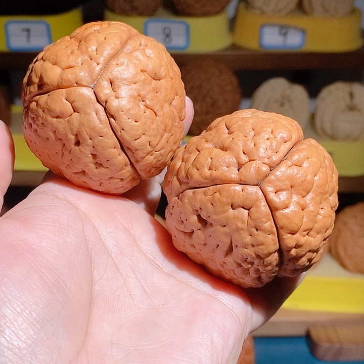 野生三瓣脑纹大金刚5460