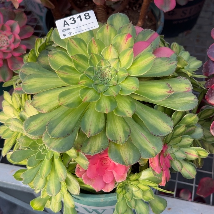 318知否20厘米左右多肉