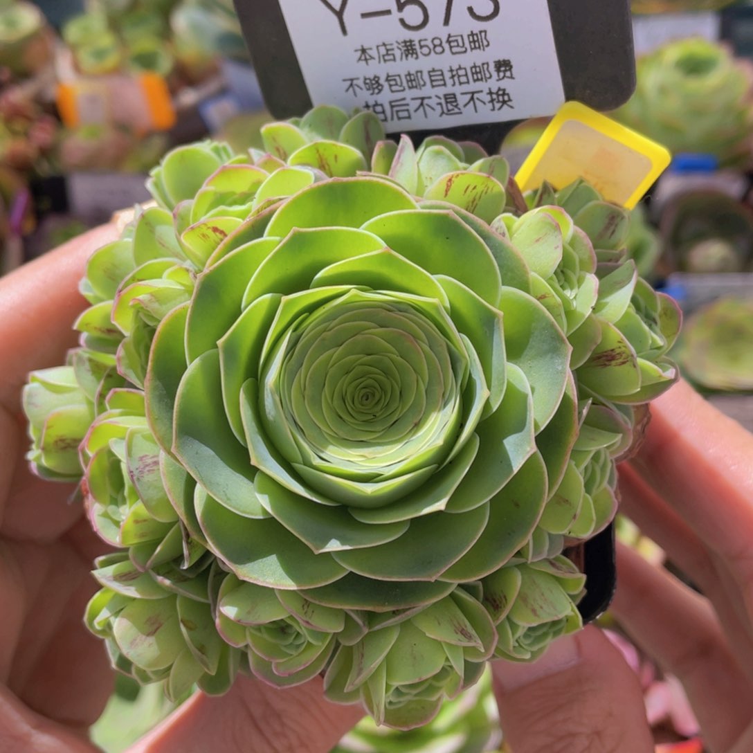 童话气球新年福利573一物一拍