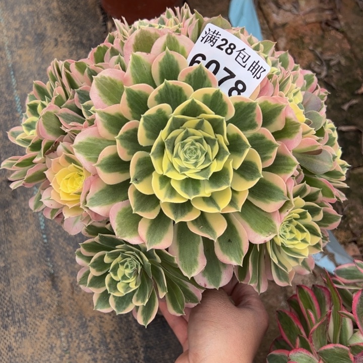 6078白凤多肉植物