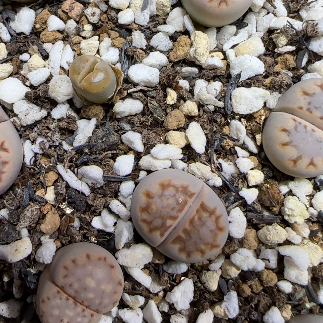 *****12.5。c24饼干*2 5032