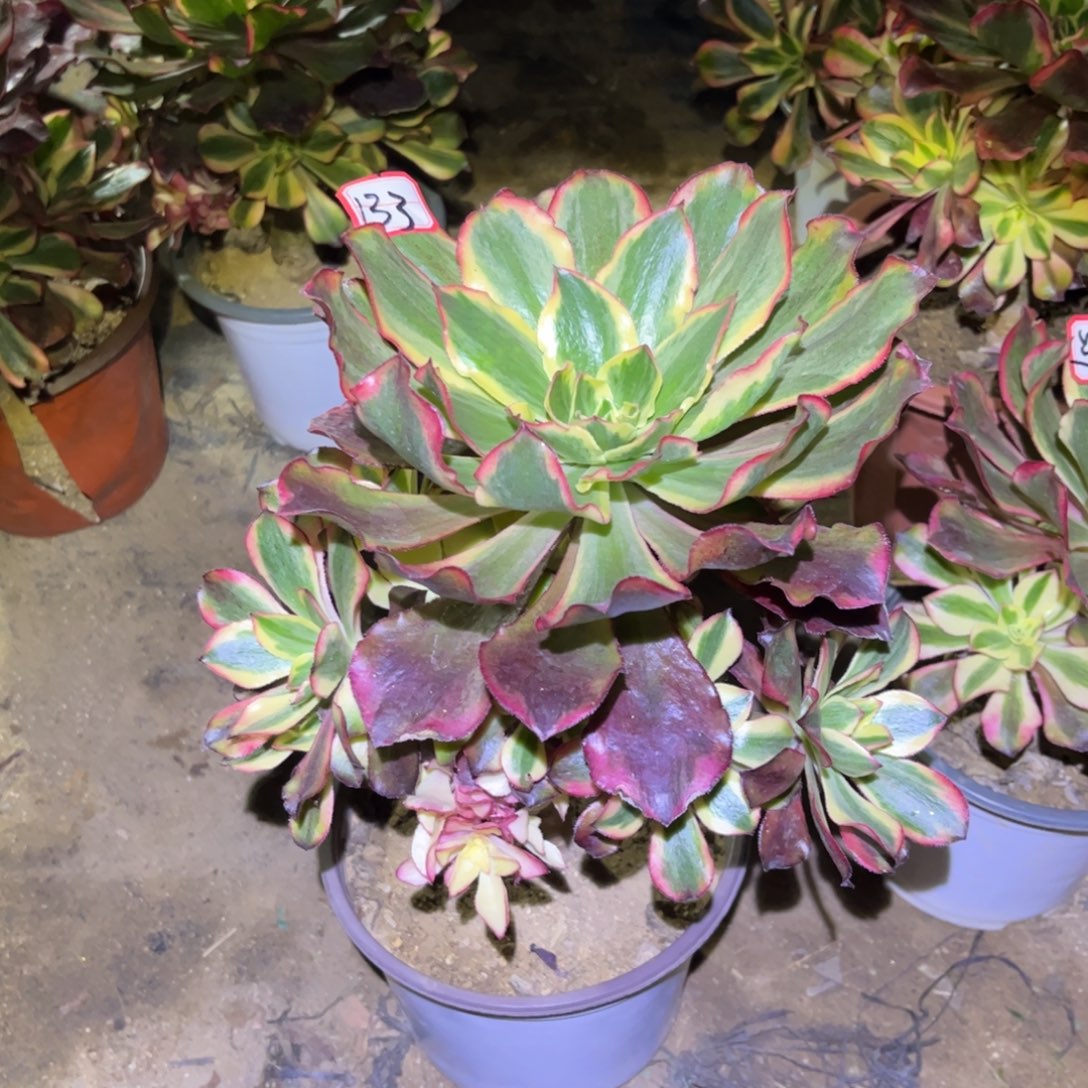 133多肉植物魅影花脸