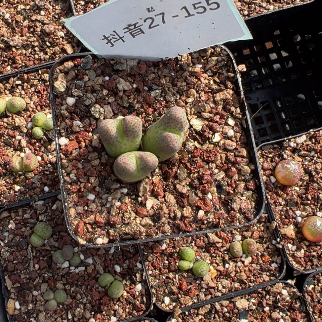胡***六27-155肉锥多肉植物