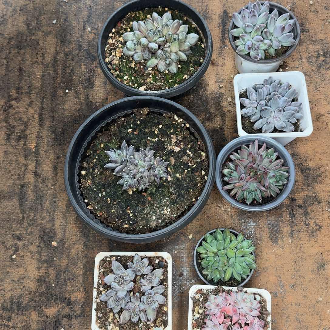 何***君多肉植物组合福利发货