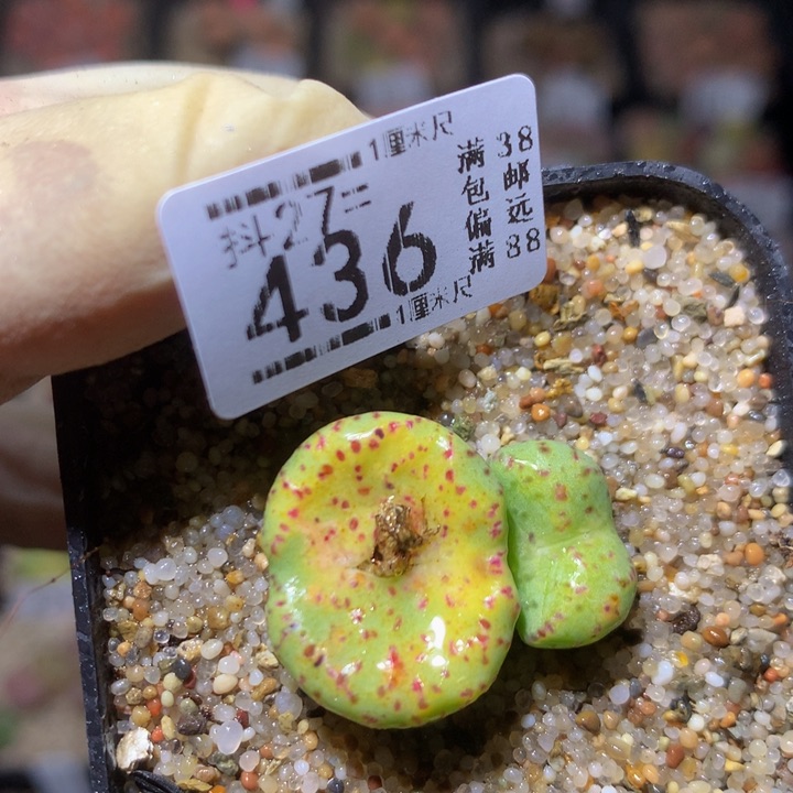 精品生石花27.436