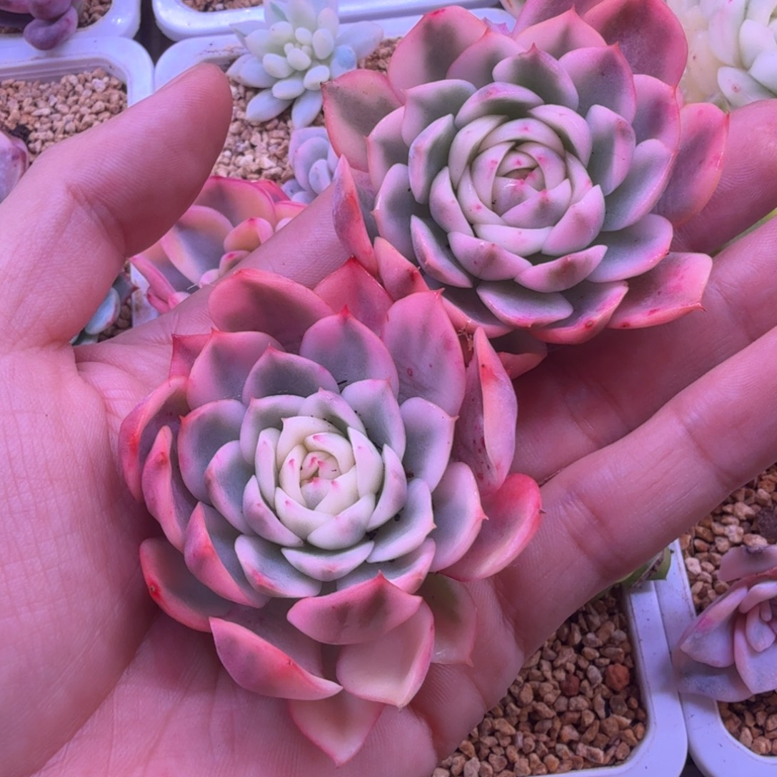 韩水晶锦 多肉植物