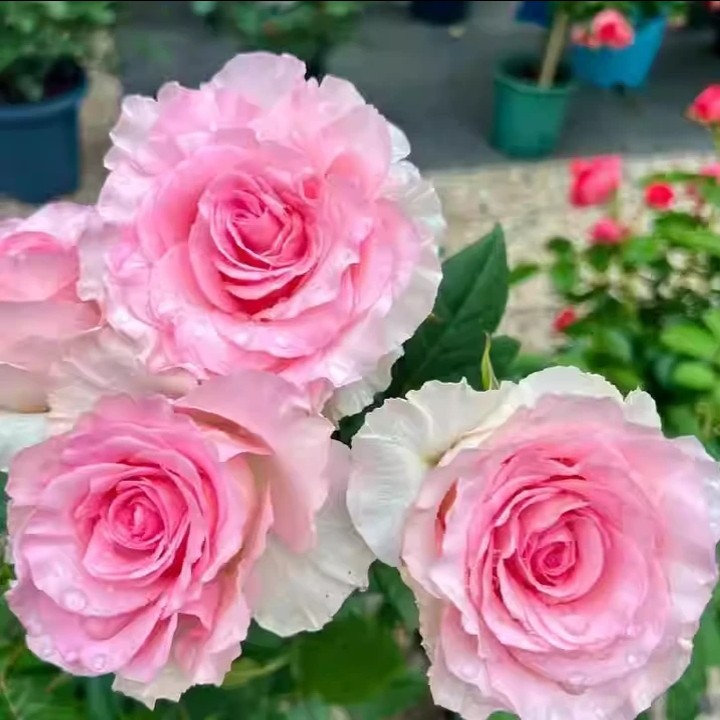 【洛神)玫瑰玫瑰花月季切花粉色玫瑰阳台开花庭院阳台楼顶地栽盆栽